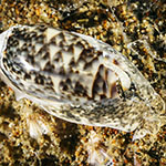 Oliva miniacea